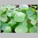 Tropaeolum 'Jewel'